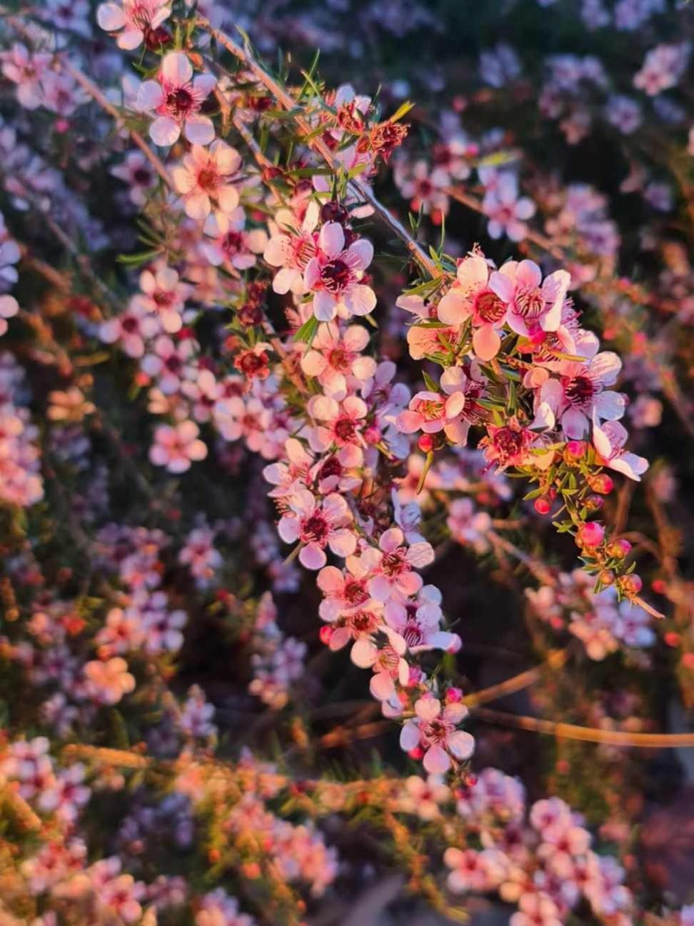 The Floating Forest เดนมาร์ก ภายนอก รูปภาพ