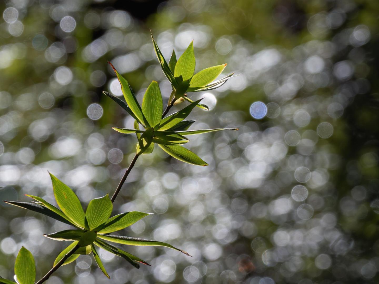 The Floating Forest เดนมาร์ก ภายนอก รูปภาพ