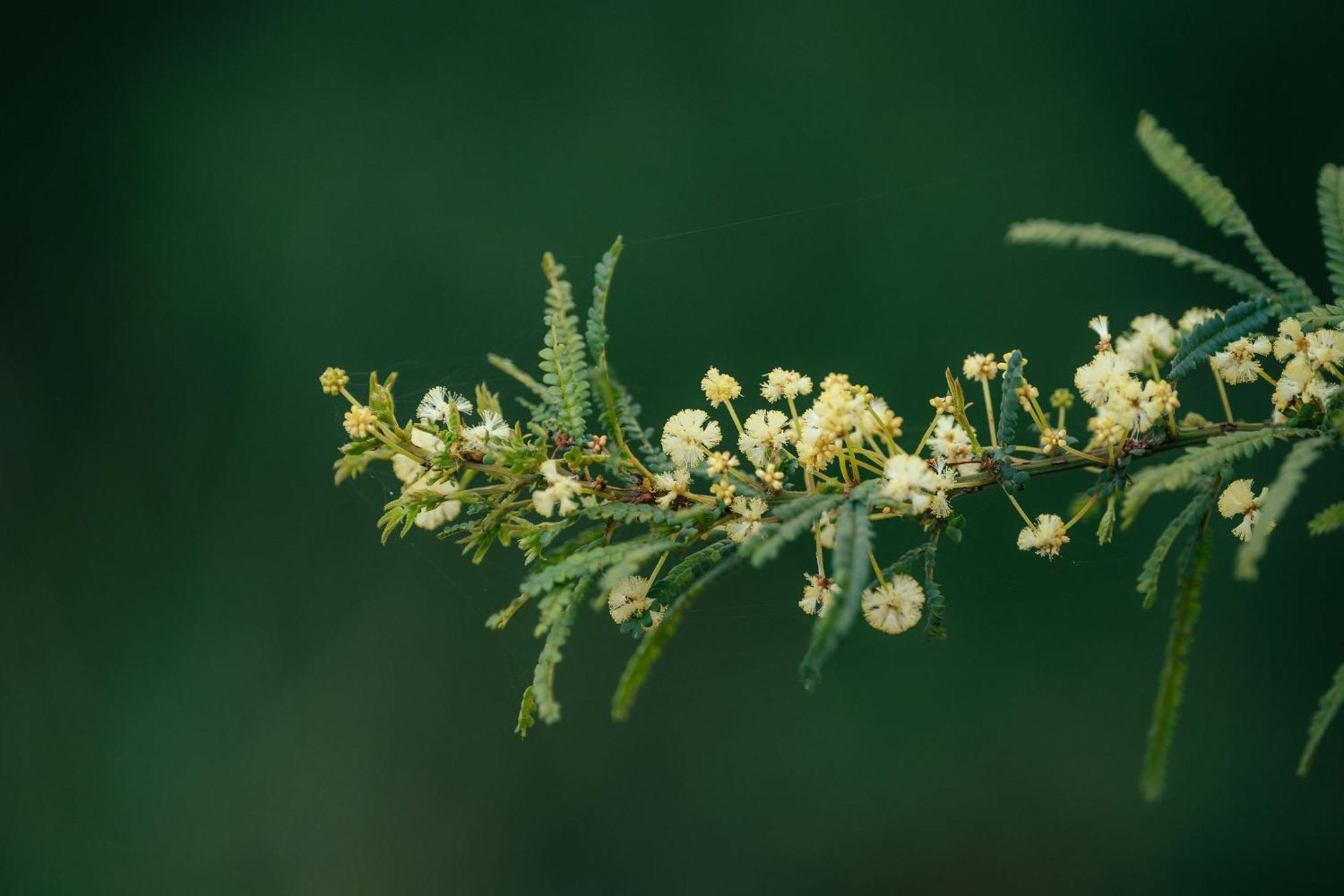 The Floating Forest เดนมาร์ก ภายนอก รูปภาพ